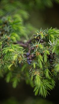 特写镜头展现了杜松树枝的绿色针叶和成熟的浆果，突出了自然之美。 - 相关推荐
