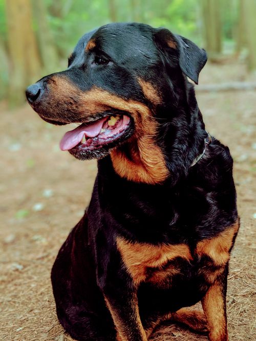 Free stock photo of cute, dog, forest Stock Photo
