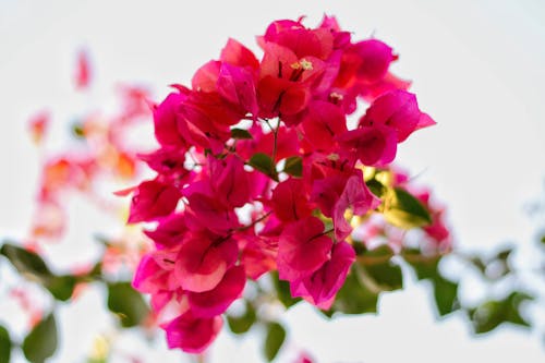 Free Pink Flowers in Tilt Shift Lens Stock Photo