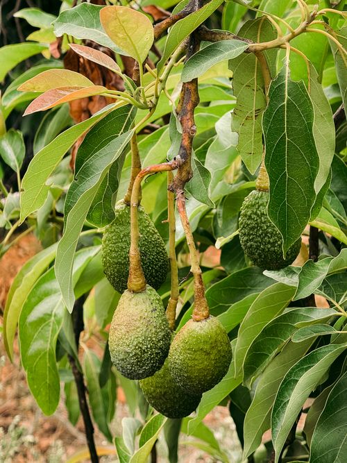 Free Close-up of ripening avocados hanging from a tree branch in Valencia, Spain. Stock Photo