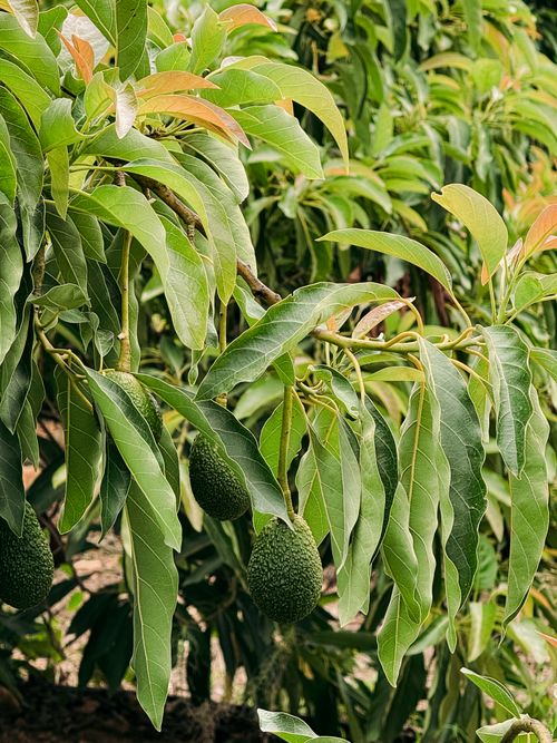 Free Close-up of a healthy avocado tree with green fruits hanging ready for harvest. Stock Photo