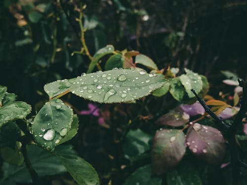 Foto stok gratis alam, daun bunga mawar, tetesan hujan