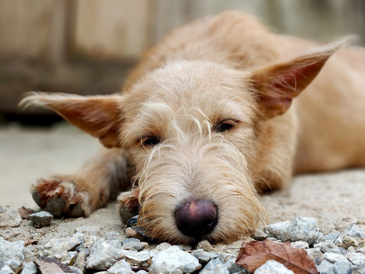 A dog sleeping soundly, fully relaxed