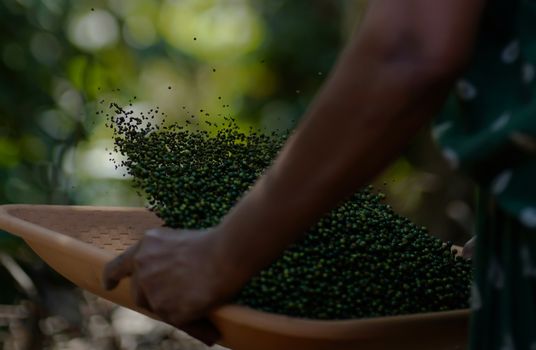 Close-up of organic black pepper being harvested in Kerala, India, showcasing traditional spice farming techniques.