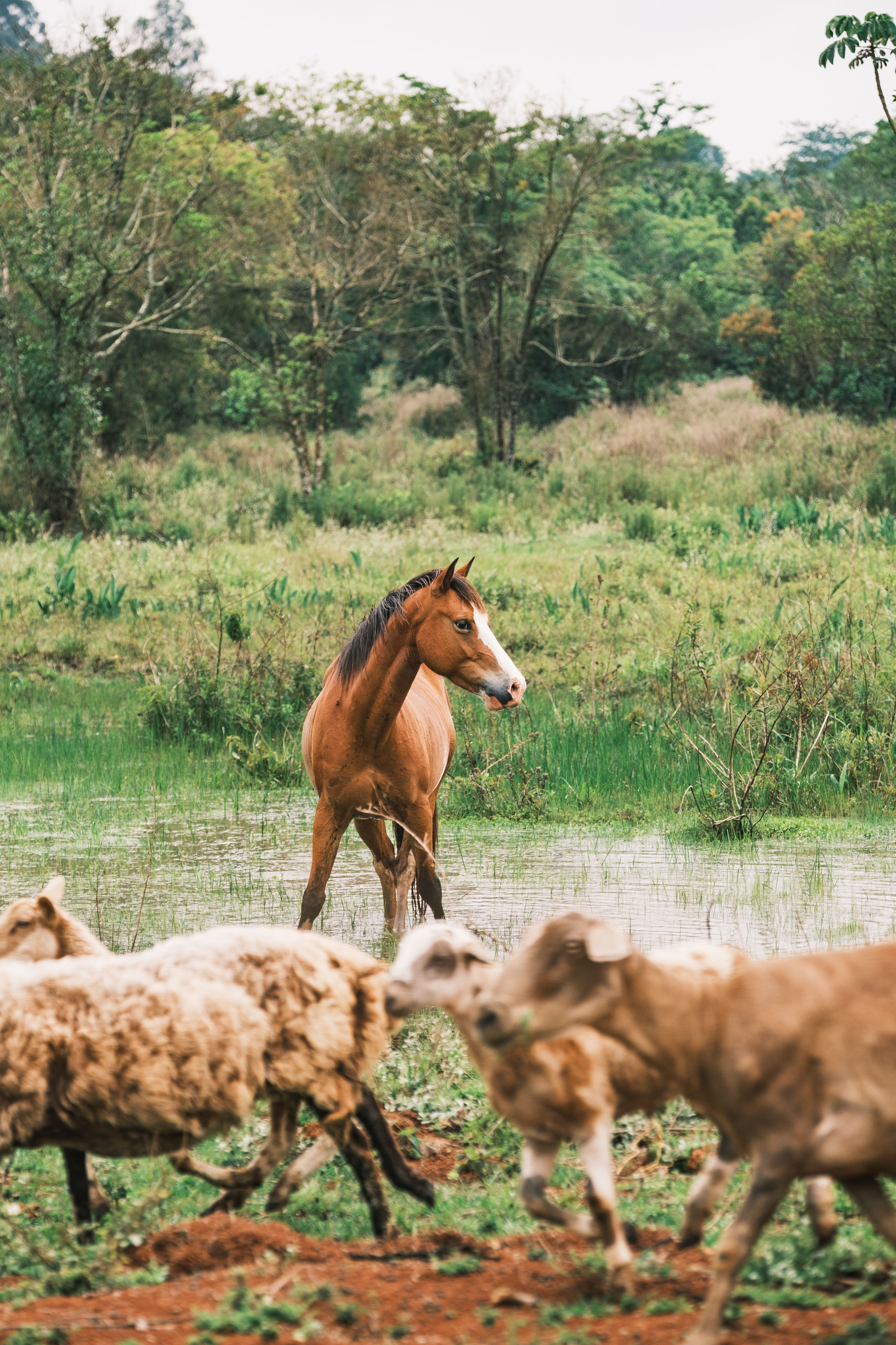 A horse stands amidst sheep and cattle in a green, natural pasture setting.