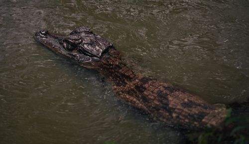 Free A close-up of a caiman gliding through murky waters, revealing its textured scales. Stock Photo