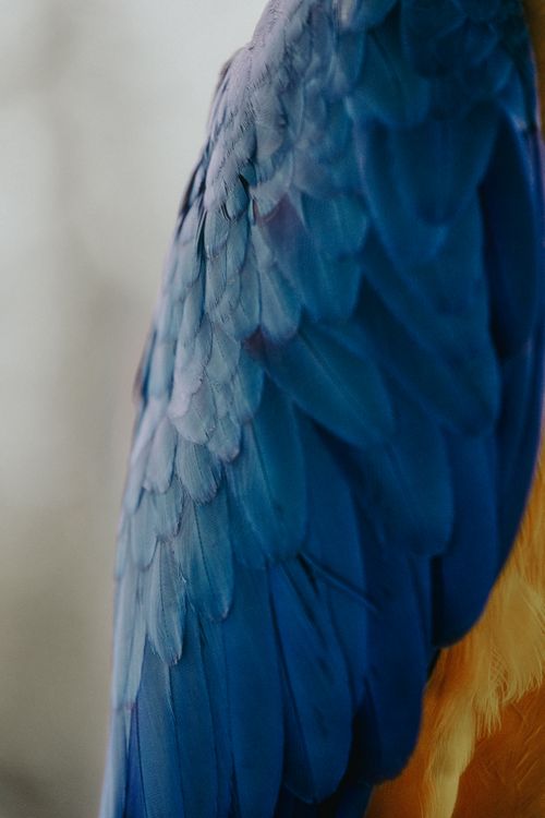 Free Close-up of vibrant blue and yellow parrot feathers showcasing texture and color. Stock Photo