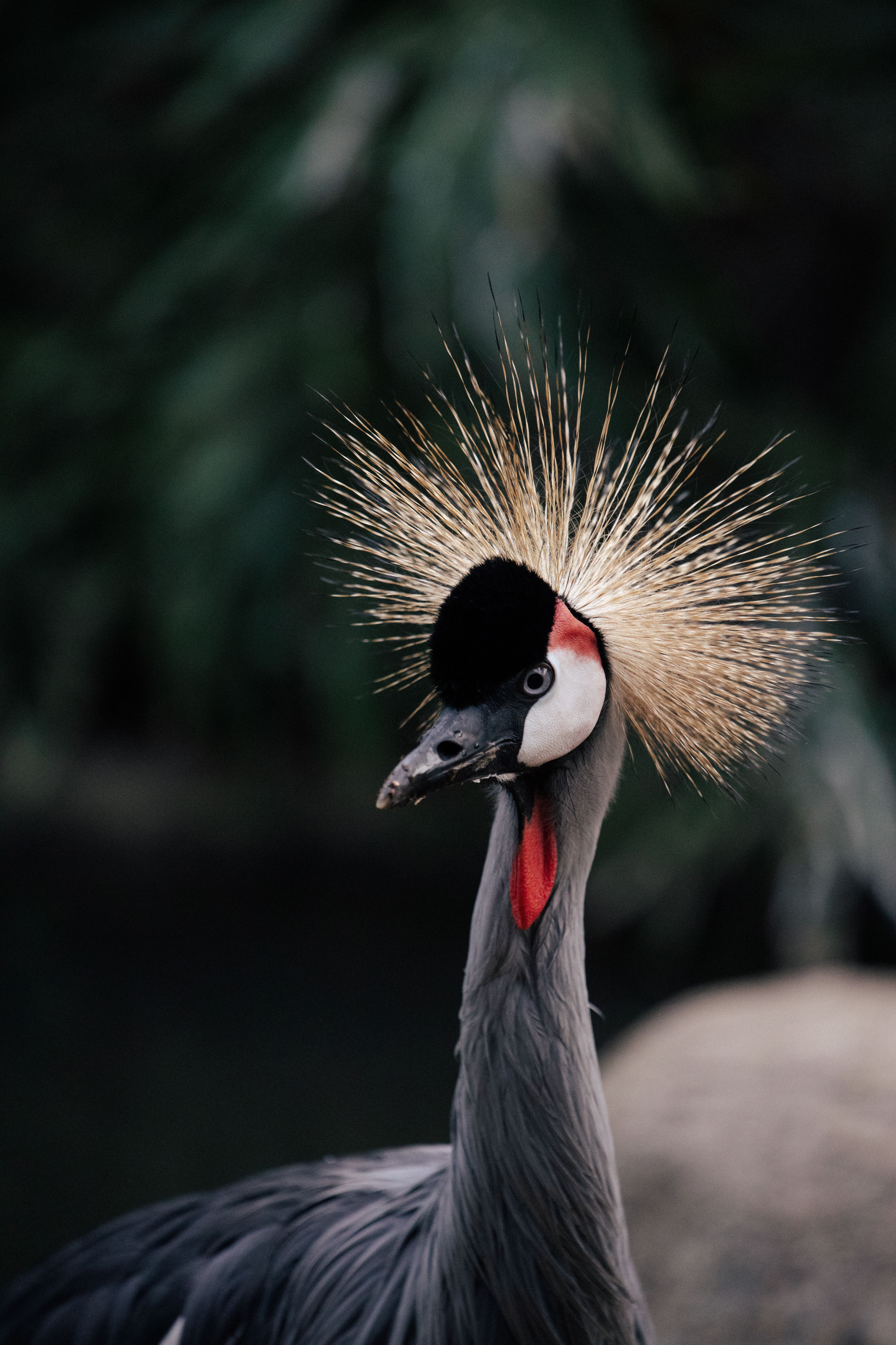 Close-up portrait of an African Grey Crowned Crane with striking crown feathers.