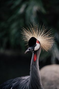 Close-up portrait of an African Grey Crowned Crane with striking crown feathers.