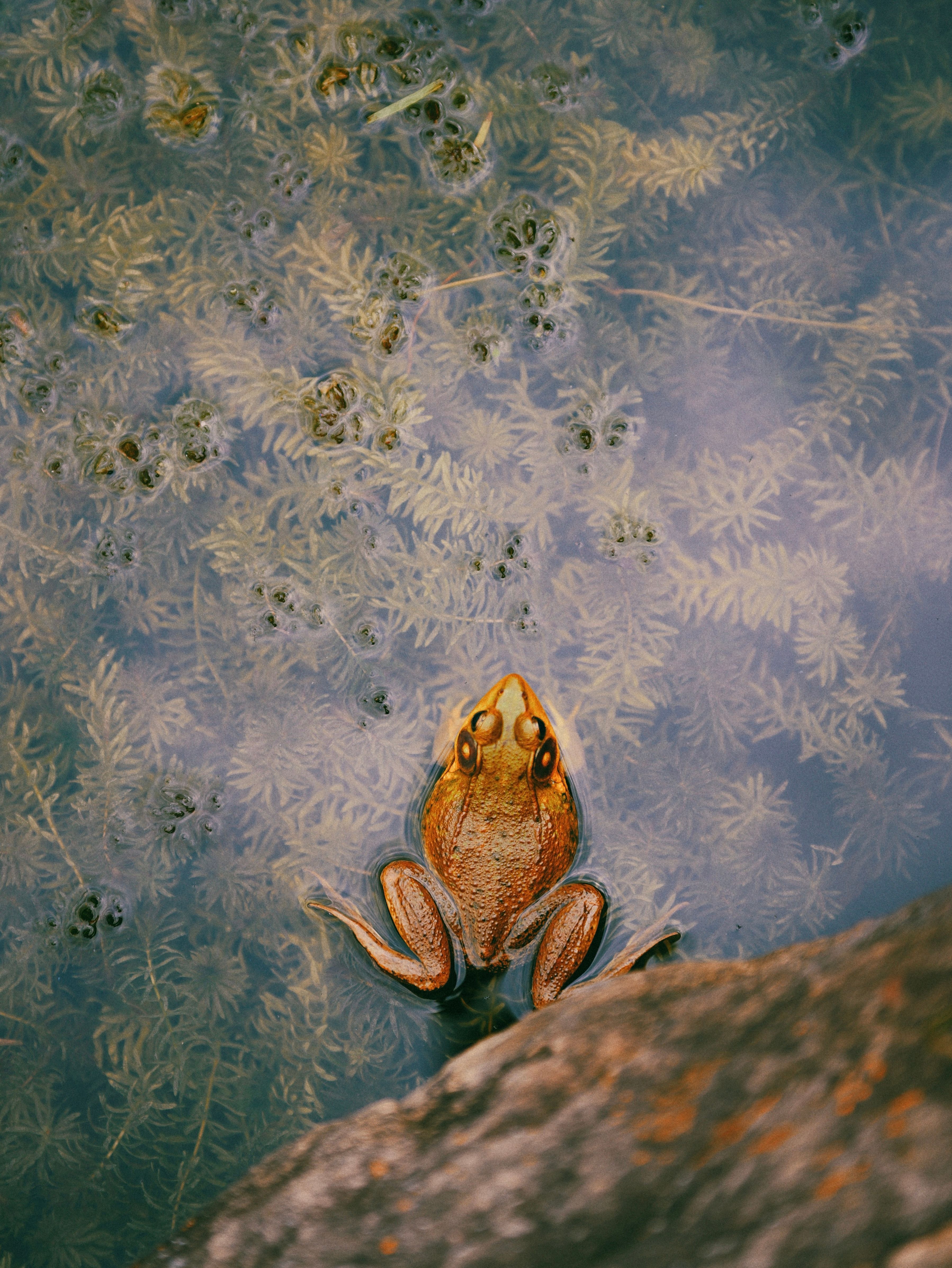 A vivid frog rests on a rock in a tranquil pond. Perfect for nature and wildlife imagery.