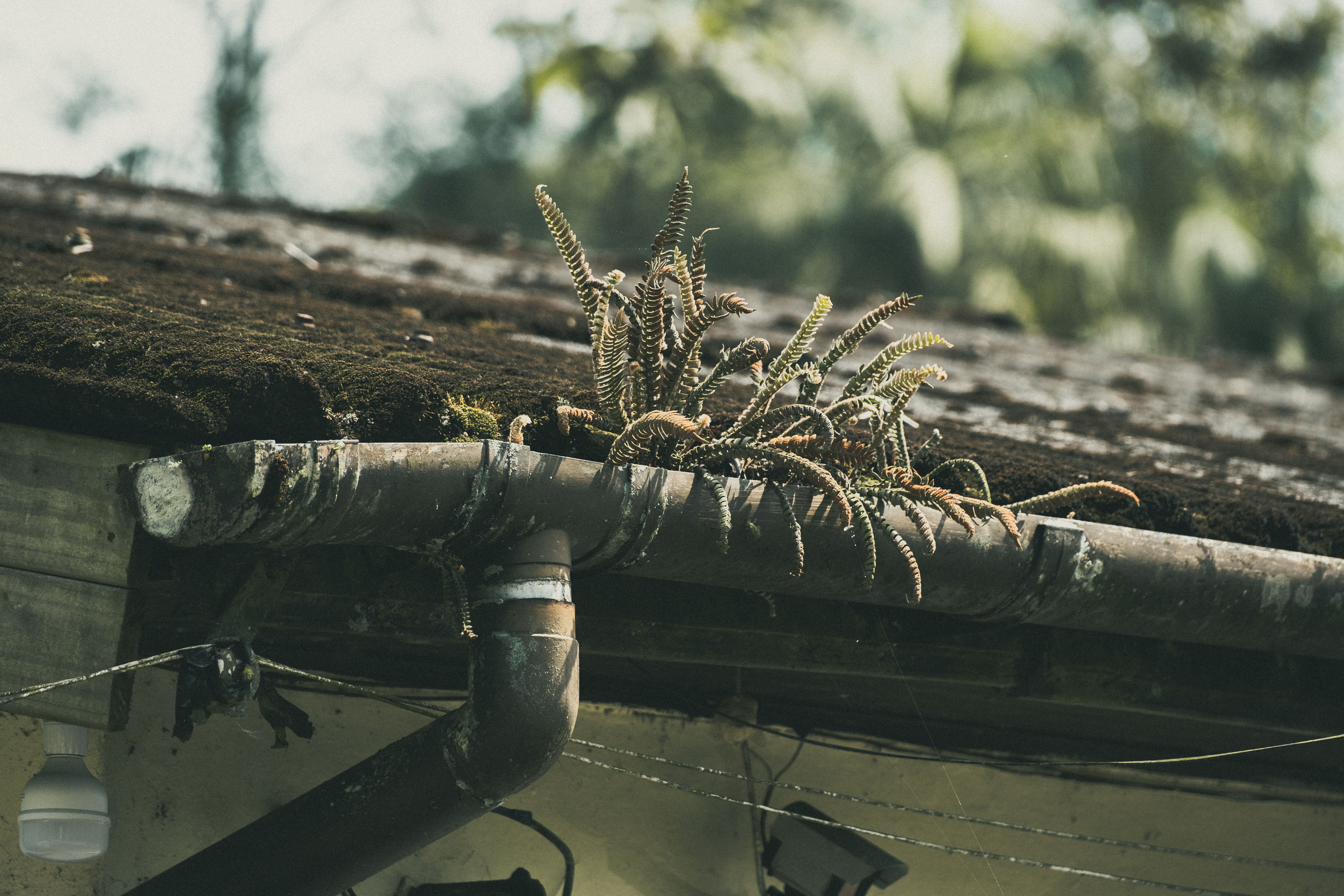 Clogged & Overgrown Gutter Cleaning