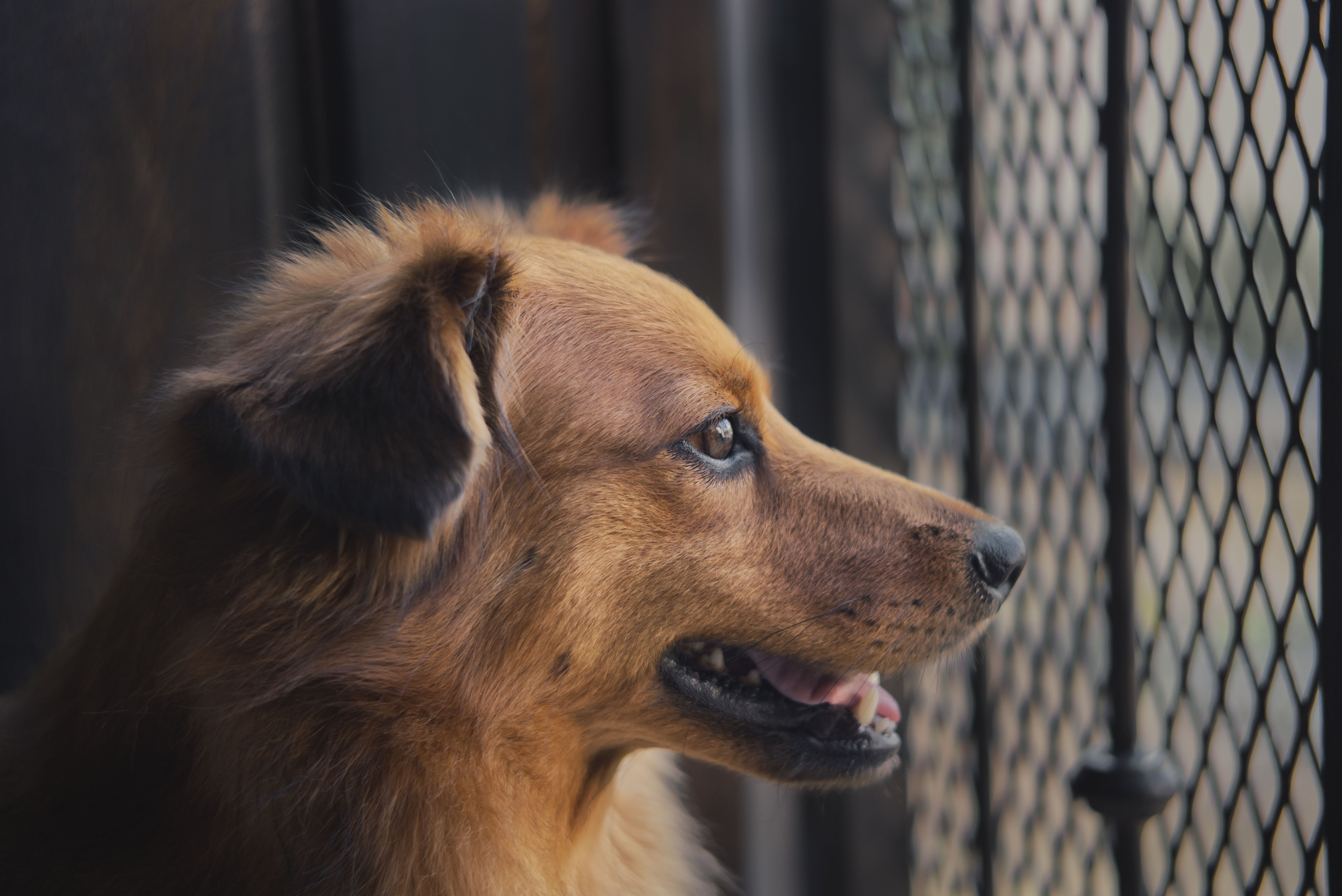 Behavior Modification Techniques For Resource Guarding: Stop Dog Aggression Fast