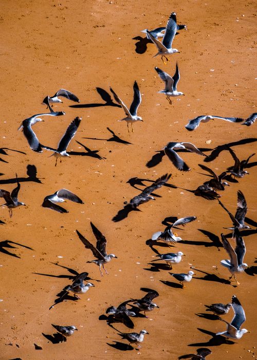 Free Aerial view of seagulls in flight casting shadows on a sunlit sandy beach. Stock Photo