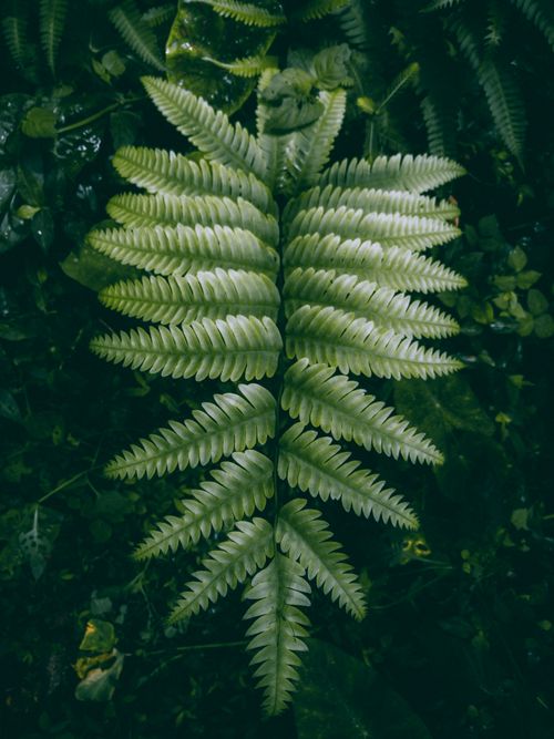 Free Close-up of a vibrant green fern, showcasing nature's intricate patterns and beauty. Stock Photo
