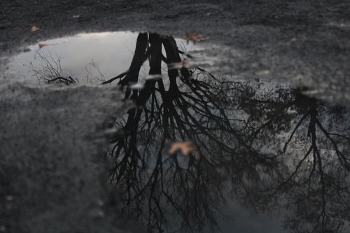Free Reflection of leafless trees in a puddle on an asphalt surface, creating a moody and artistic scene. Stock Photo