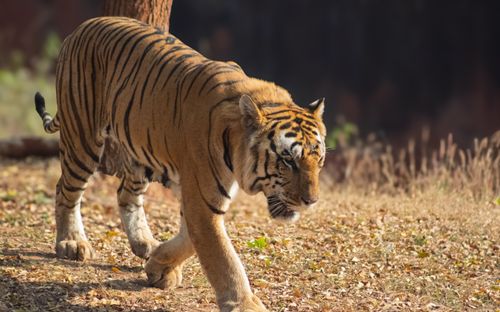 Free Bengal tiger strolling through dry grass in a forested area, showcasing its majestic stripes. Stock Photo