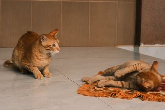 Two ginger cats relaxing on a tiled floor, portraying a warm indoor setting.