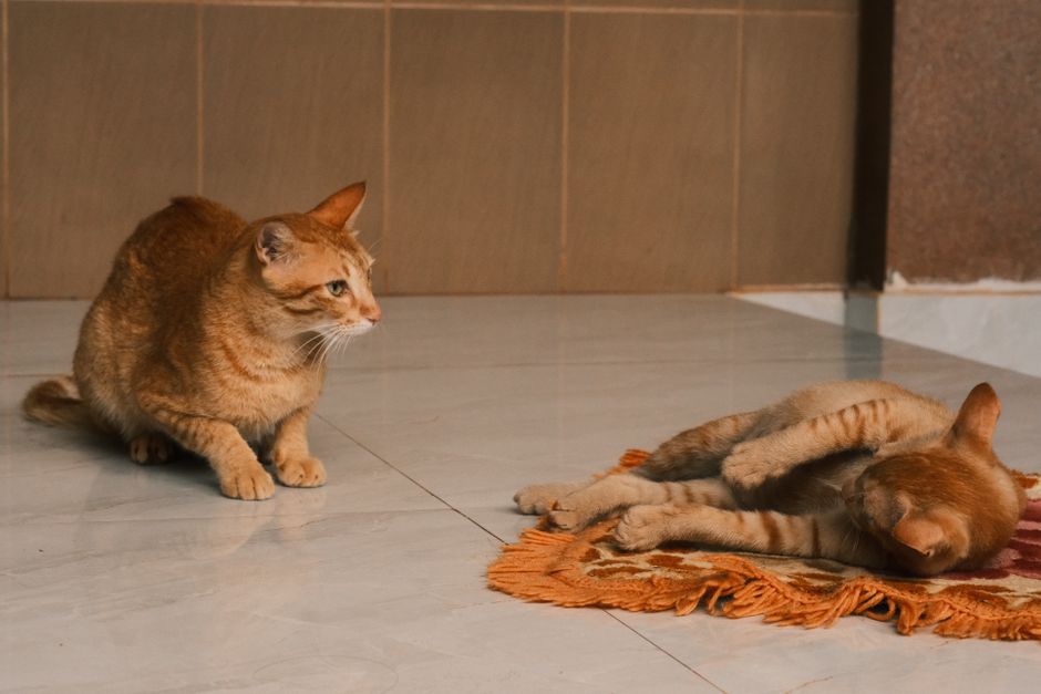 Ginger cat crouched on a tiled floor, watching a second ginger cat that is rolling on its back on a small fringed rug