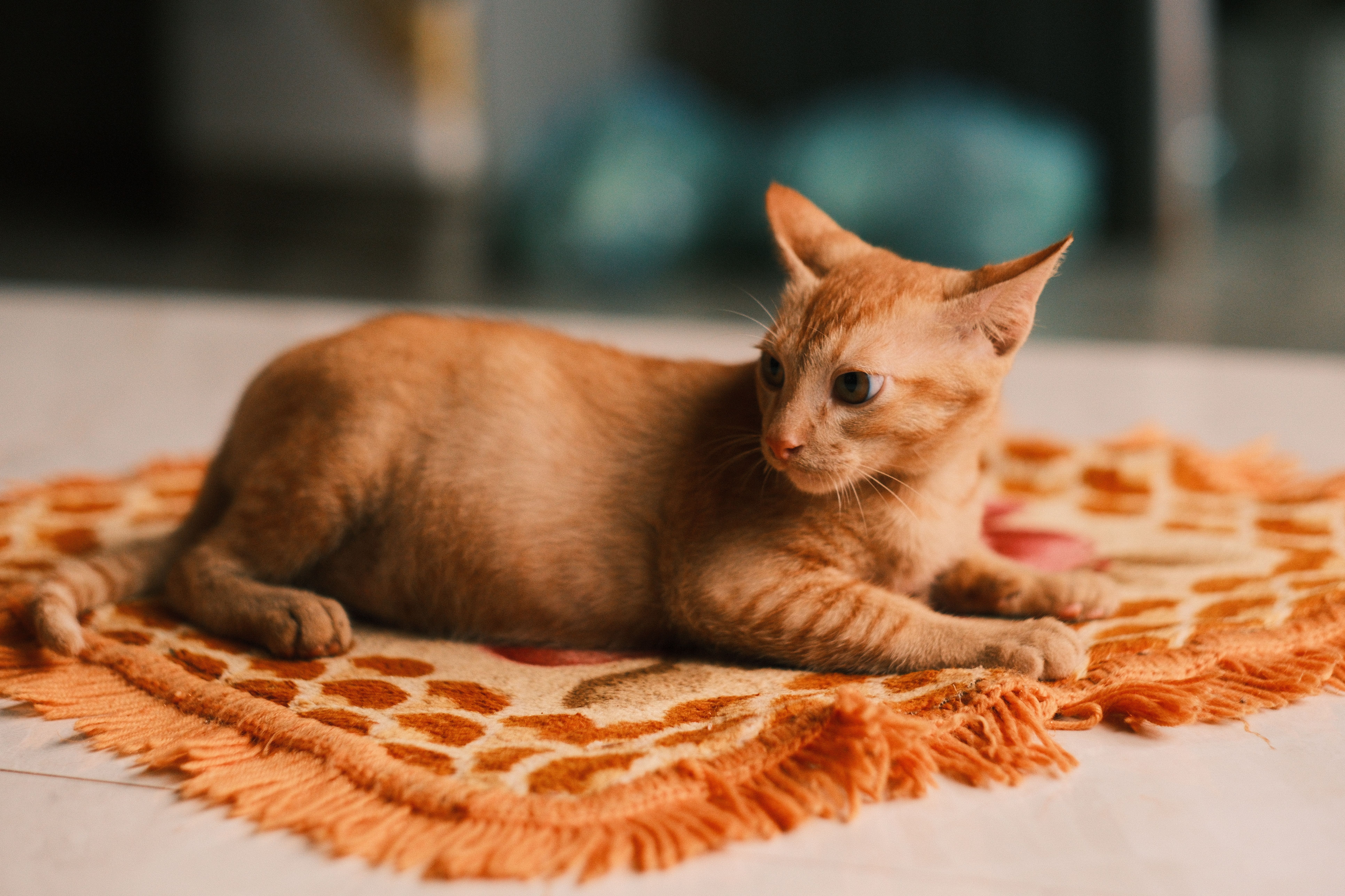 pet lifestyle bhopal — Photo by Vũ Nguyễn on Pexels