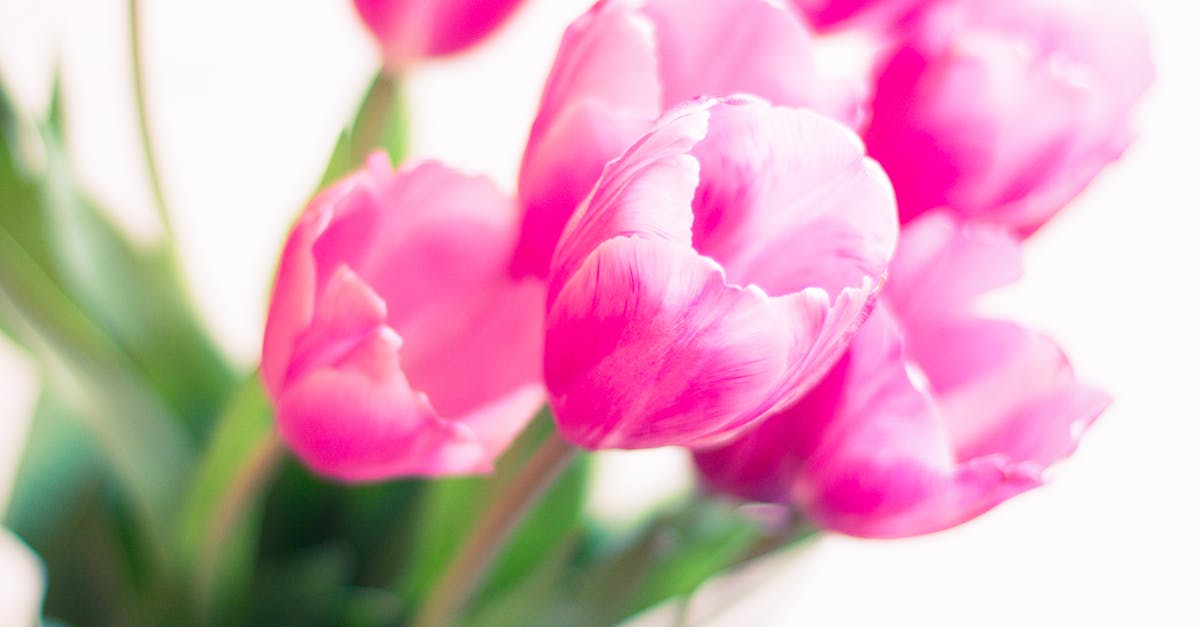 Selective Focus Photography of Pink Tulip Flowers