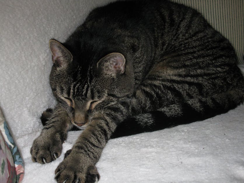 Free stock photo of cat sleeping, tabby