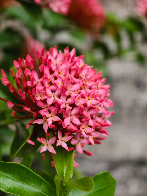 Free Close-up of a vibrant pink Ixora flower cluster blooming outdoors in Nagka, India. Stock Photo