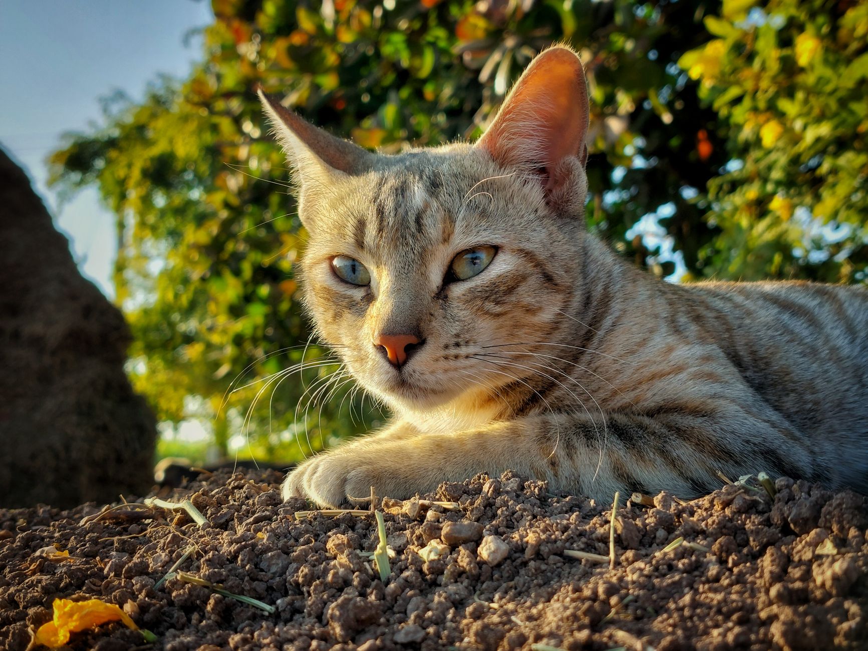 How to Create a Cat-Friendly Window Area for Everyday Enrichment