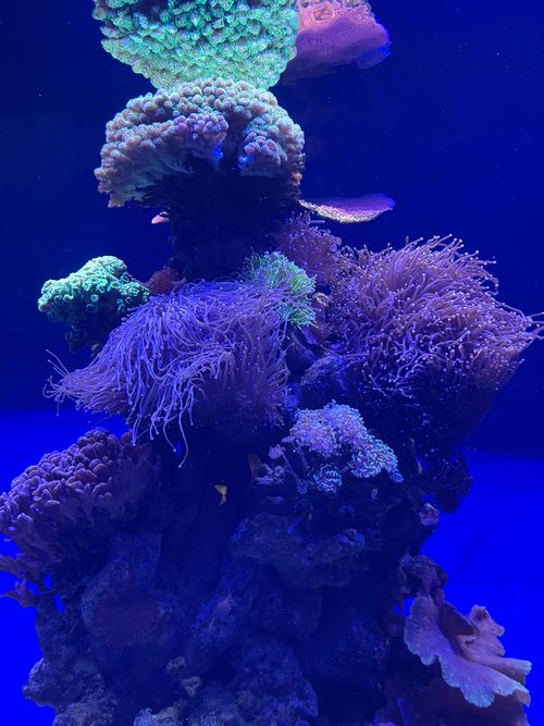Free A vibrant assortment of coral species in a dimly lit aquarium setting. Stock Photo