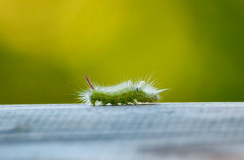 Free Macro shot of a green caterpillar with fuzzy spines on a wooden surface against a blurred green background. Stock Photo
