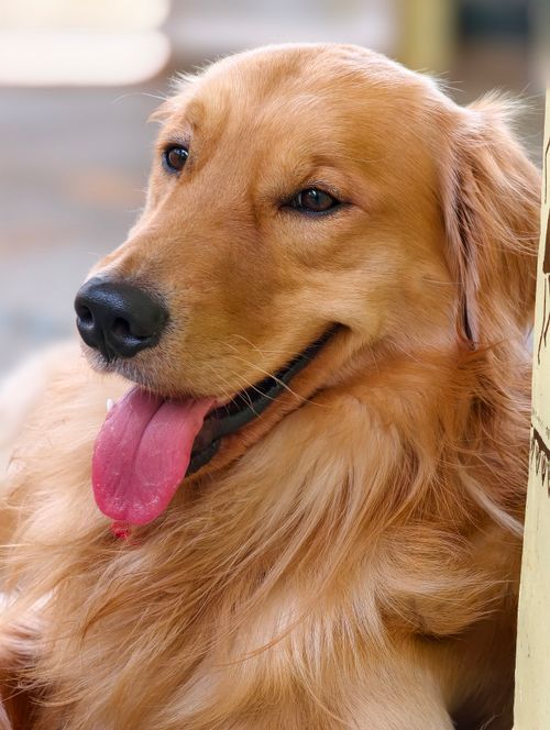 Free Close-up of a happy Golden Retriever with tongue out, enjoying a sunny day outdoors. Stock Photo
