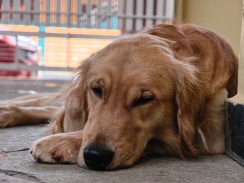 Free A golden retriever lying down comfortably on the floor, exuding calmness and relaxation. Stock Photo