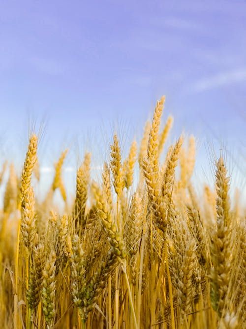 青い空の下の茶色の麦畑