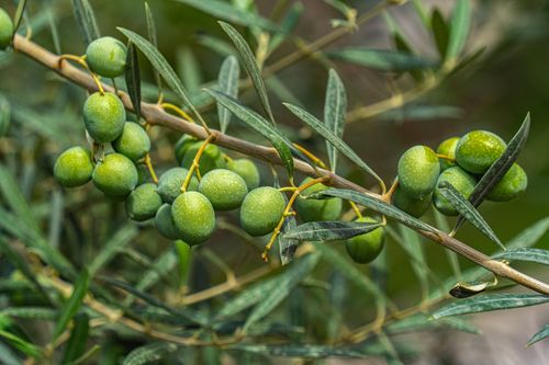 Free Detailed view of green olives growing on a branch in Elche, Spain. Stock Photo