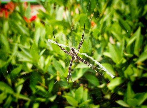 Free Detailed shot of a spider on its web amidst vibrant green leaves, highlighting nature's intricate beauty. Stock Photo