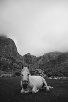 在土耳其尼代崎岖的山地景观中，一匹宁静的白马静静地躺在阴云密布的天空下。 - 相关推荐