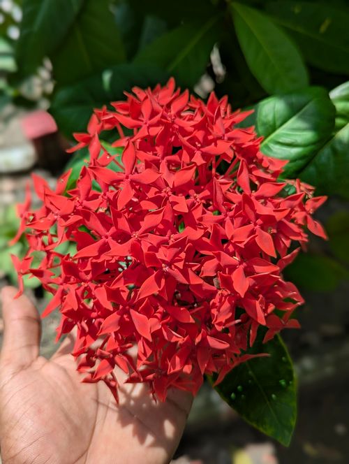 Free A detailed view of bright red Ixora flowers held in a hand, highlighting their vivid color against lush green leaves. Stock Photo