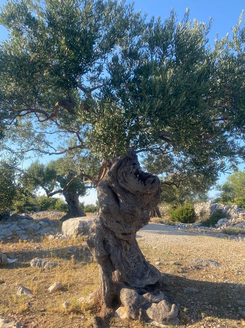 Free A twisted ancient olive tree under the bright Mediterranean sun, casting shadows on rocky terrain. Stock Photo