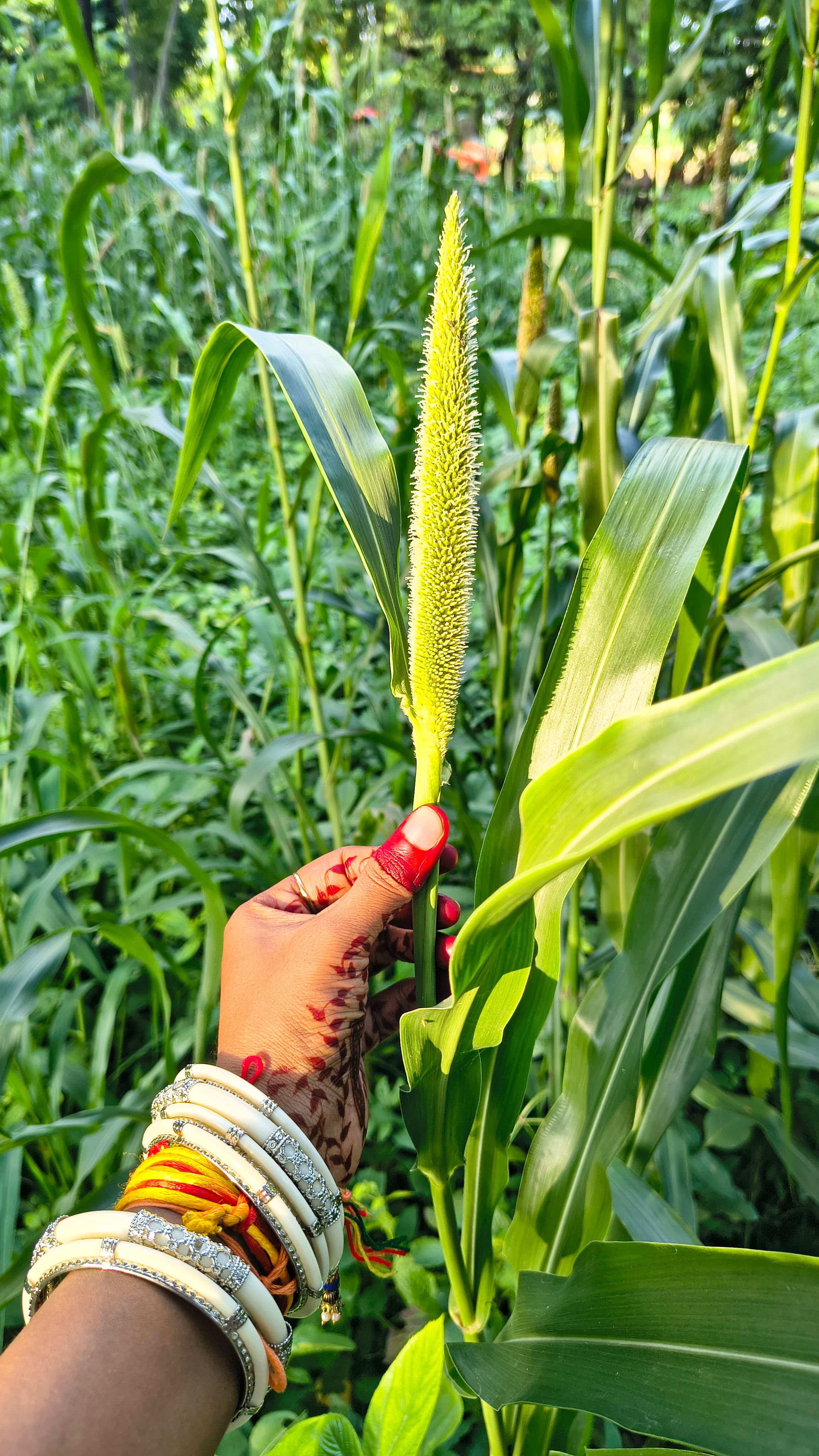 Close-up of a hand holding a pearl millet plant in a lush green field.
