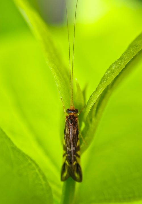 Free Detailed image of an insect resting on a vibrant green leaf, showcasing nature's beauty Stock Photo