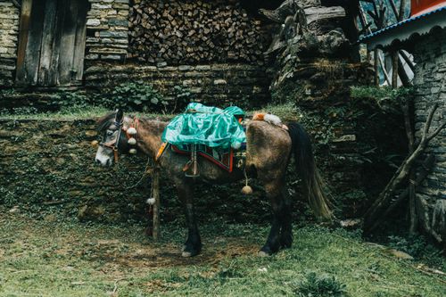 Free A decorated packhorse stands near a rustic stone wall with firewood piled up, highlighting traditional rural life. Stock Photo
