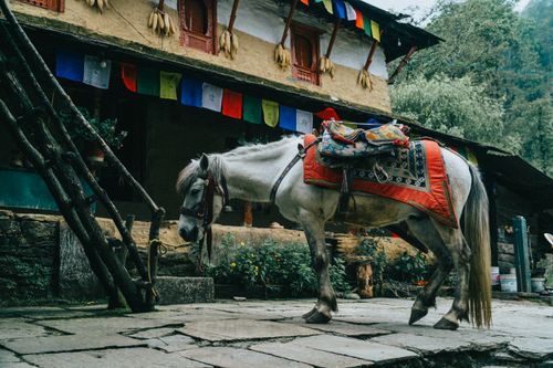Free A decorated horse stands outside a traditional Himalayan house adorned with prayer flags. Stock Photo