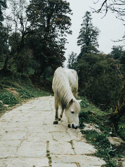 Free A serene white horse grazing along a stone path in a lush forest setting. Stock Photo