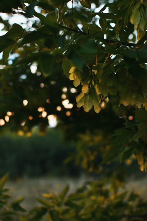 Free Sunlight filters through green leaves at sunset, creating a warm, natural scene. Stock Photo