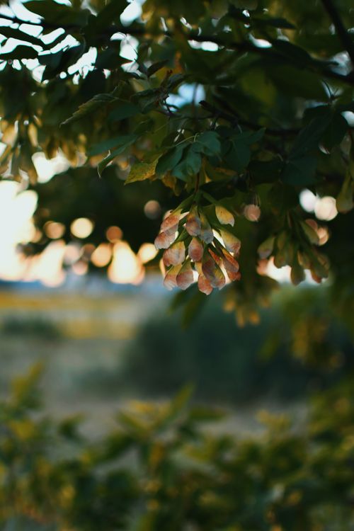 Free Calming view of tree branches with fruit against a sunset background. Stock Photo