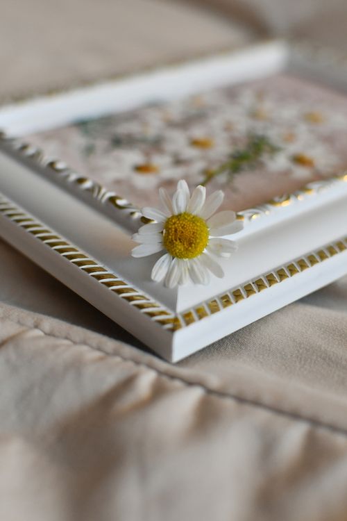 Free Close-up of a daisy on a decorative photo frame, focusing on details. Stock Photo