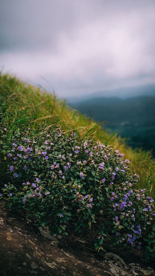 Free Lush green hillside adorned with purple wildflowers against a cloudy sky backdrop. Stock Photo