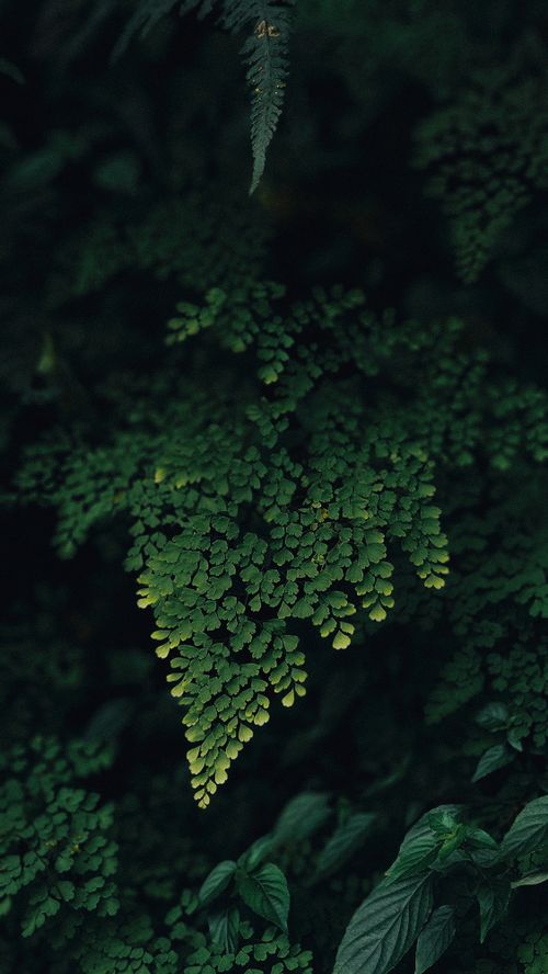 Free Close-up of lush green ferns with intricate leaf patterns in a natural, dimly lit setting. Stock Photo