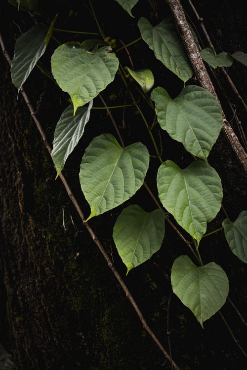 Free A close-up shot of heart-shaped green leaves climbing a tree trunk, showcasing nature's simplicity and beauty. Stock Photo