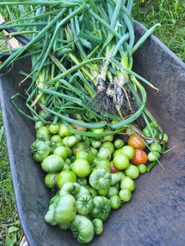 A collection of green tomatoes and onions in a wheelbarrow, showcasing a garden harvest.