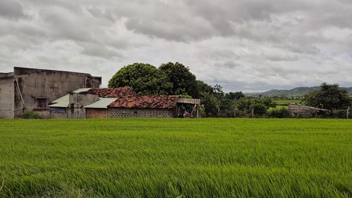 Free Lush green rice fields and rustic buildings in Gia Lai, Vietnam, showcasing serene rural beauty. Stock Photo